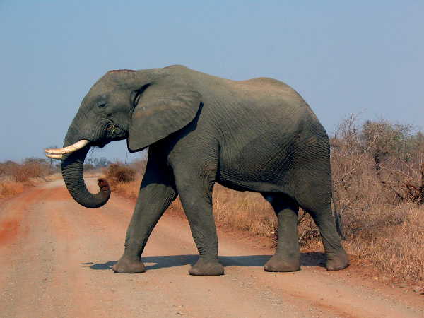 Elephant in der Savanne des Krüger National Park